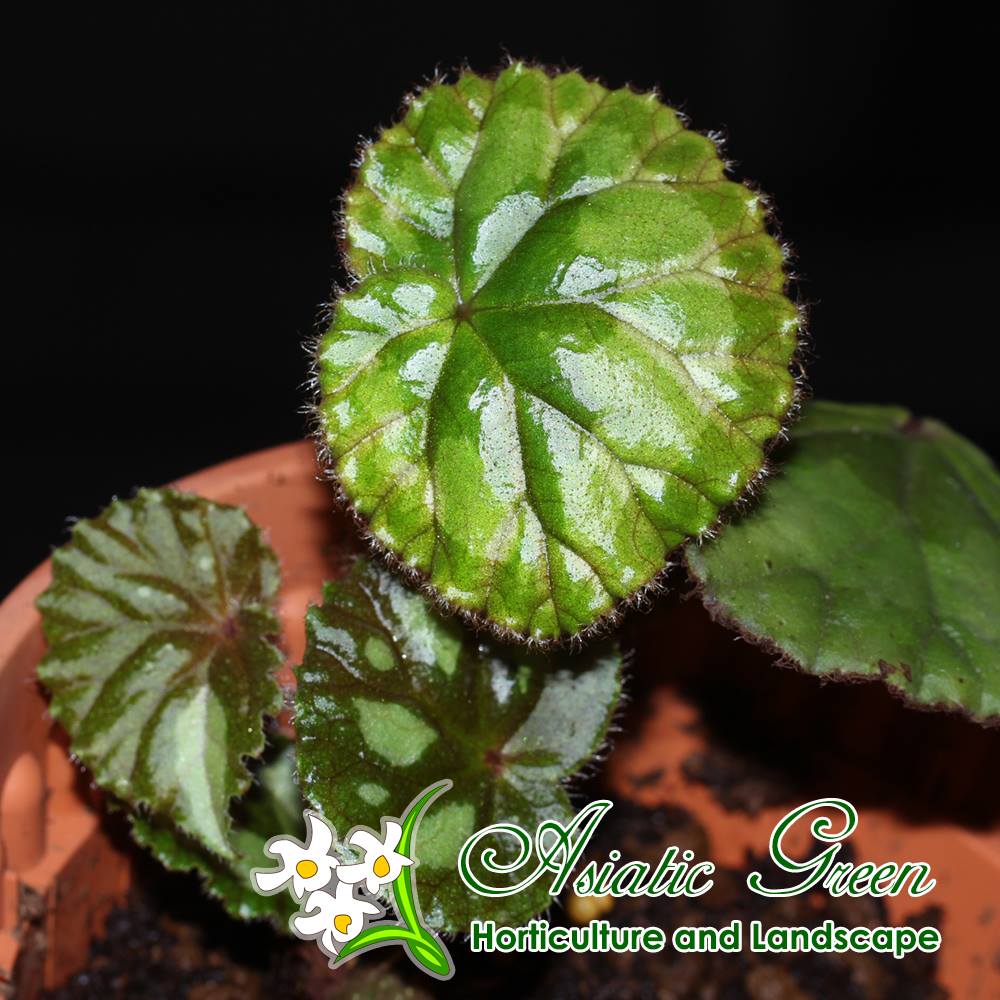 B. mashanica